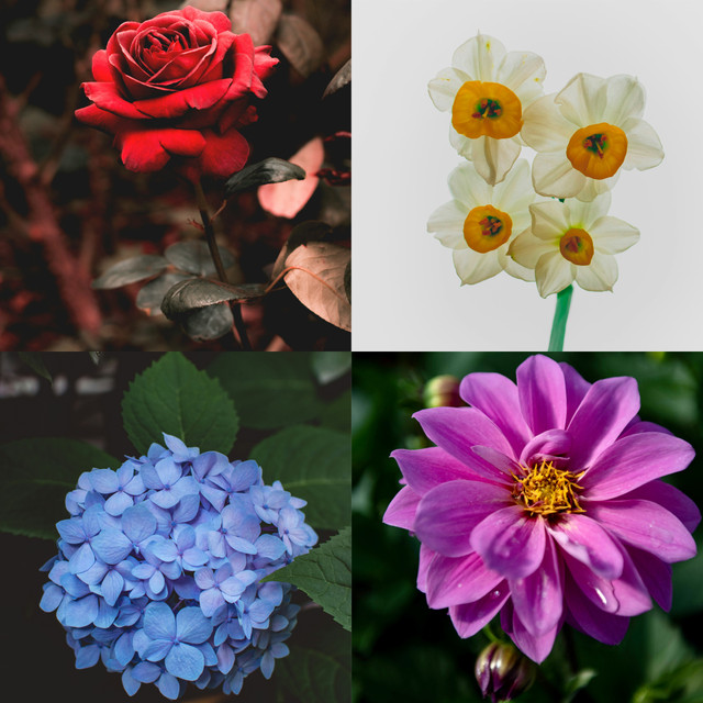 Обери квітку й дізнайся свою ідеальну історію кохання - фото 561177