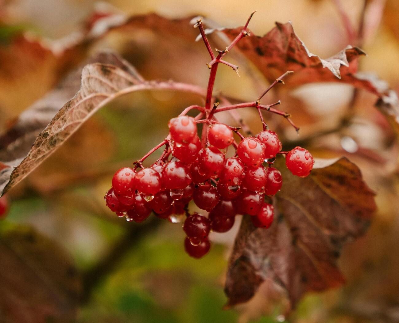 Чи корисно їсти калину - фото 1