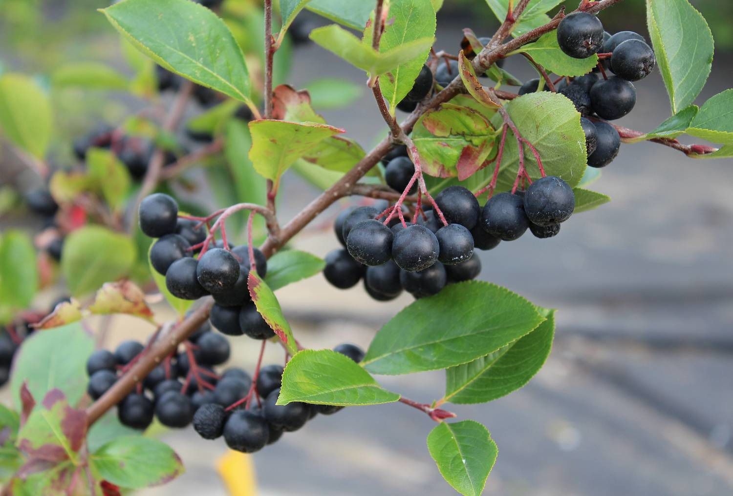 Кому корисно їсти чорну горобину - фото 1