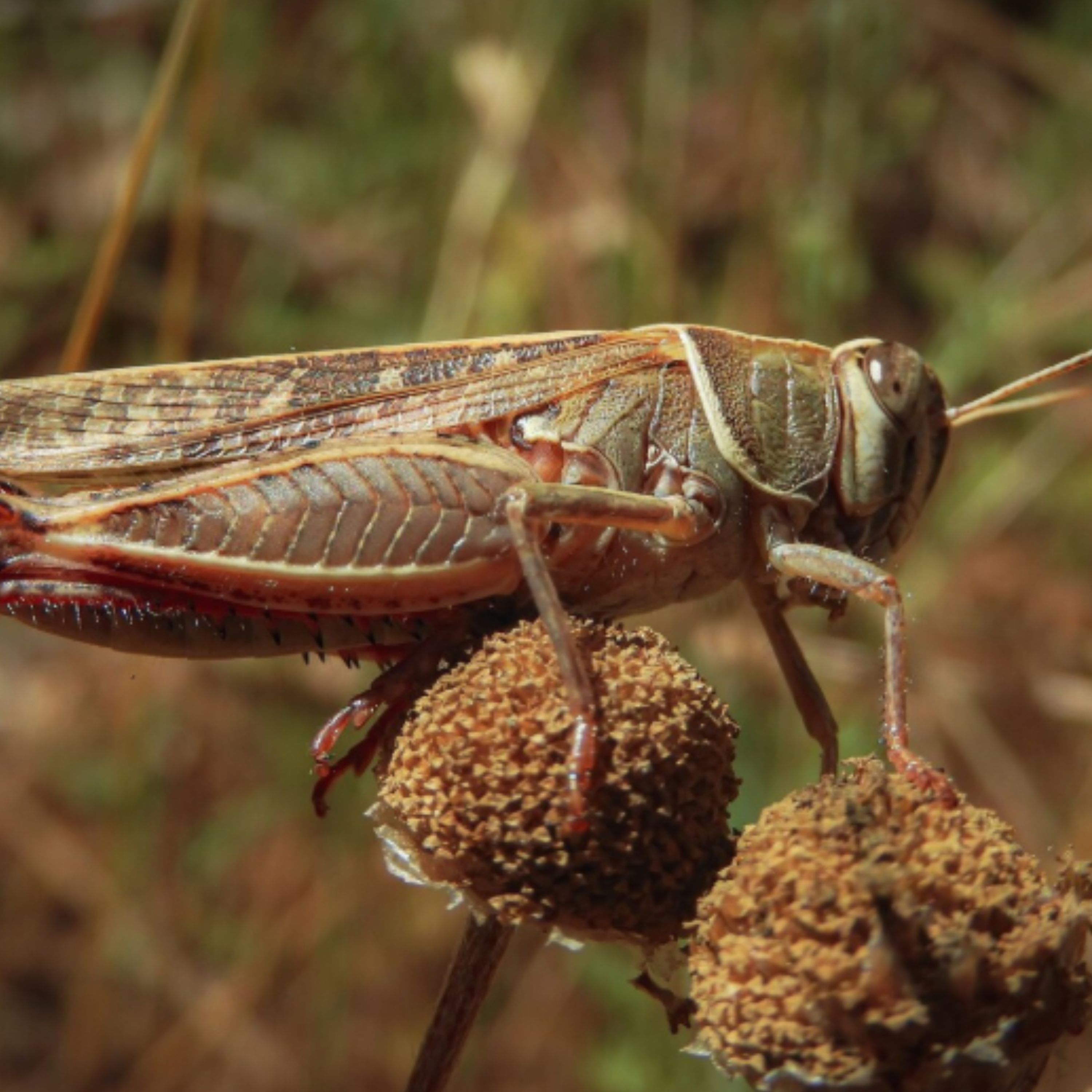 Що їсть сарана? - фото 1