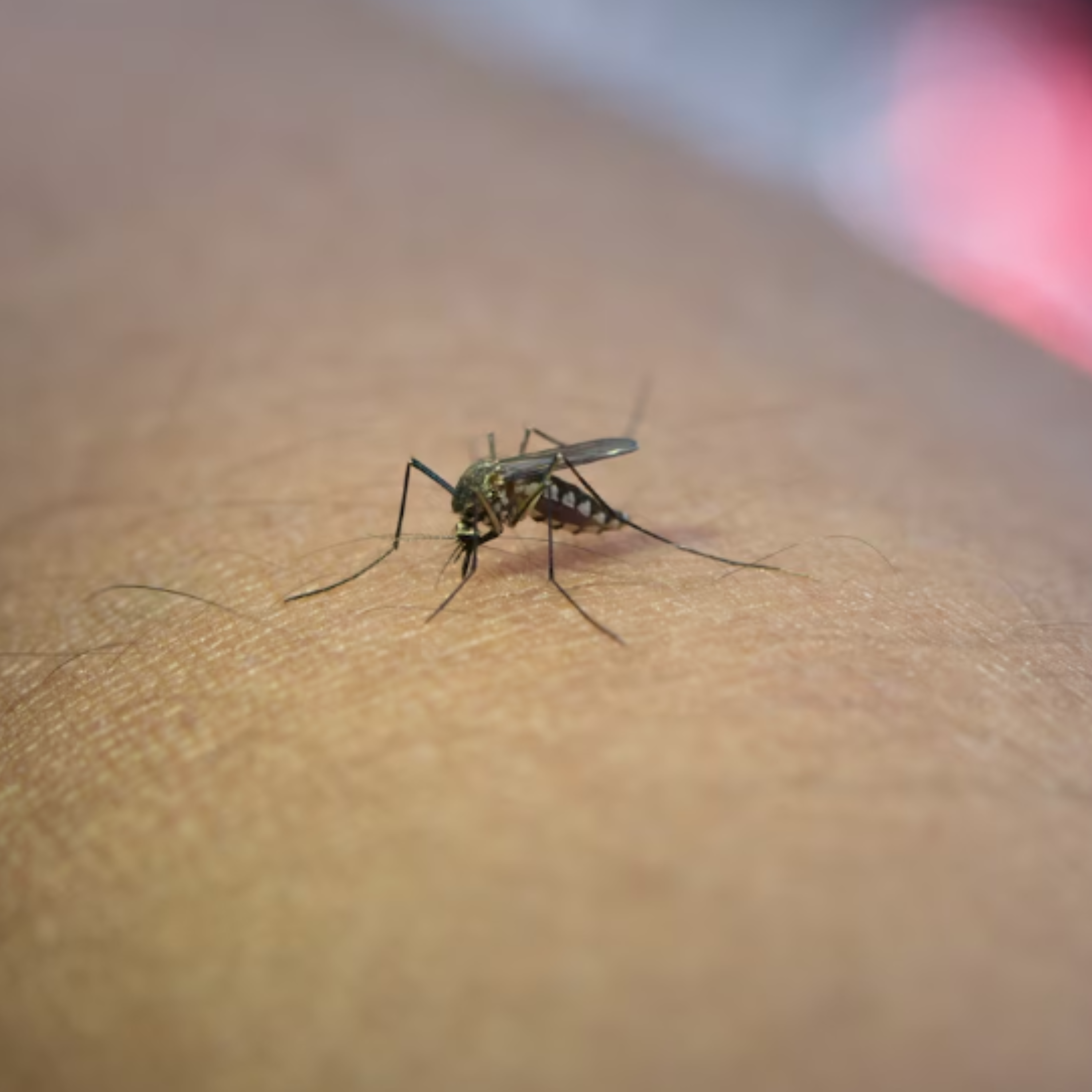 Як відлякати комарів? - фото 1