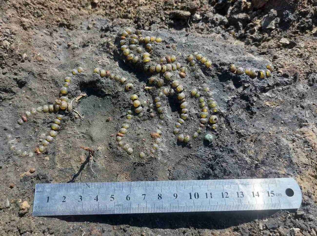 Унікальна прикраса збереглася з княжих часів - фото 1