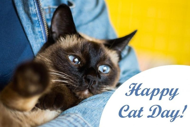 Міжнародний день кота 8 серпня - фото 561885