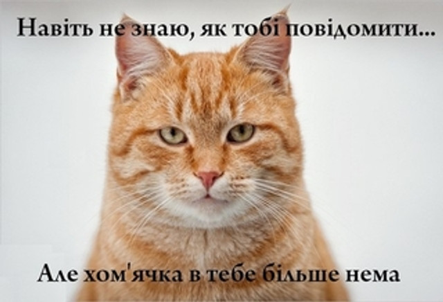 Міжнародний день кота 8 серпня - фото 561886