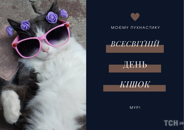 Міжнародний день кота 8 серпня - фото 561887