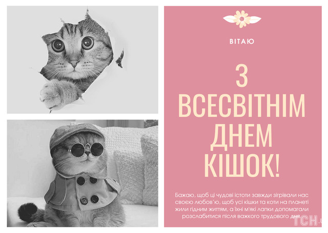 Міжнародний день кота 8 серпня - фото 561888