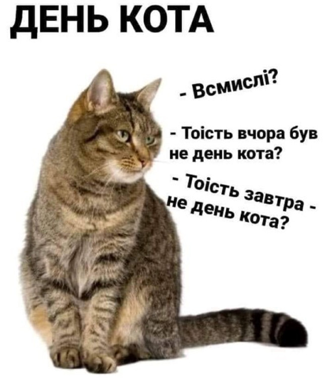 Міжнародний день кота 8 серпня - фото 561892