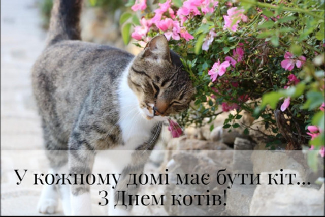Міжнародний день кота 8 серпня - фото 561893