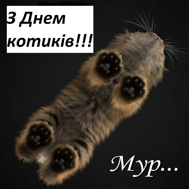 Міжнародний день кота 8 серпня - фото 561896
