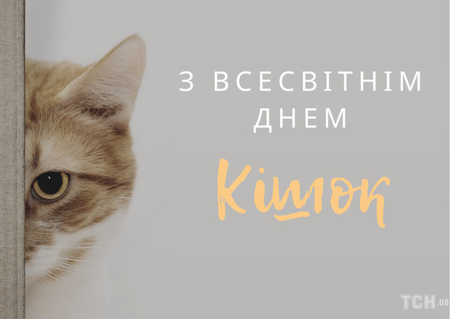 Міжнародний день кота 8 серпня - фото 561897