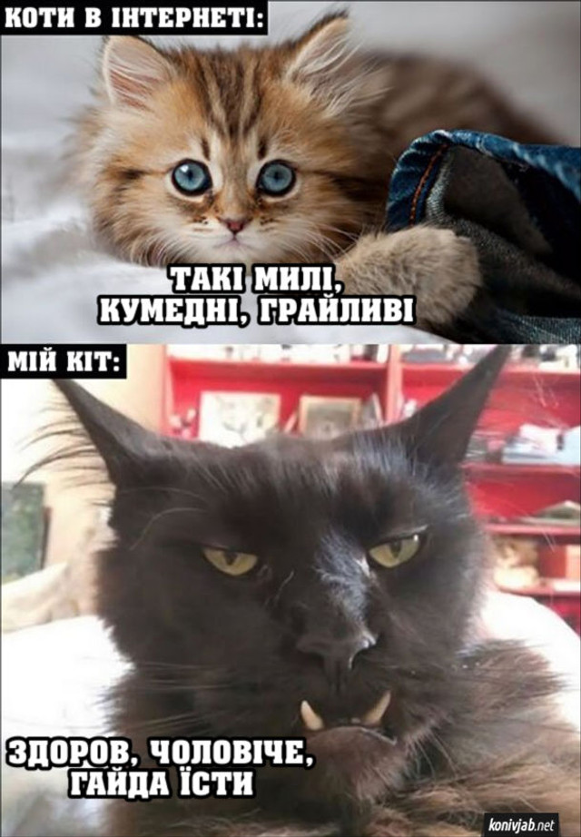 Веселі меми про домашніх улюбленців - фото 561908