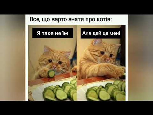 Веселі меми про домашніх улюбленців - фото 561916