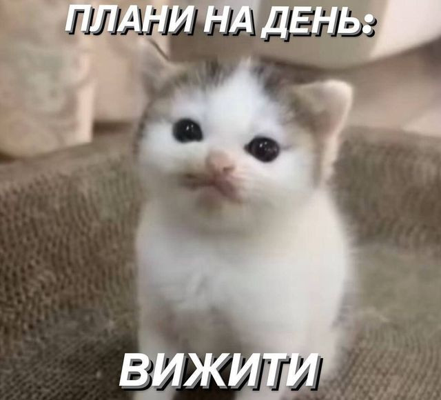 Веселі меми про домашніх улюбленців - фото 561917