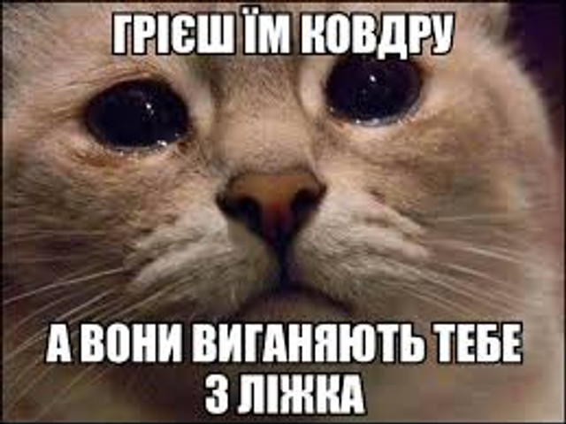 Веселі меми про домашніх улюбленців - фото 561919