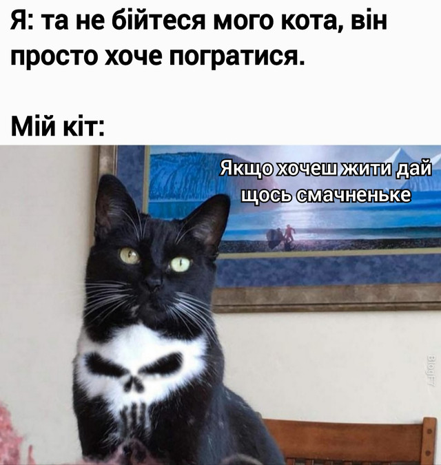 Веселі меми про домашніх улюбленців - фото 561921
