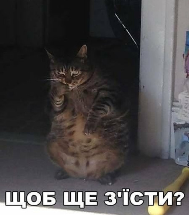 Веселі меми про домашніх улюбленців - фото 561922