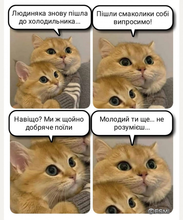 Веселі меми про домашніх улюбленців - фото 561923