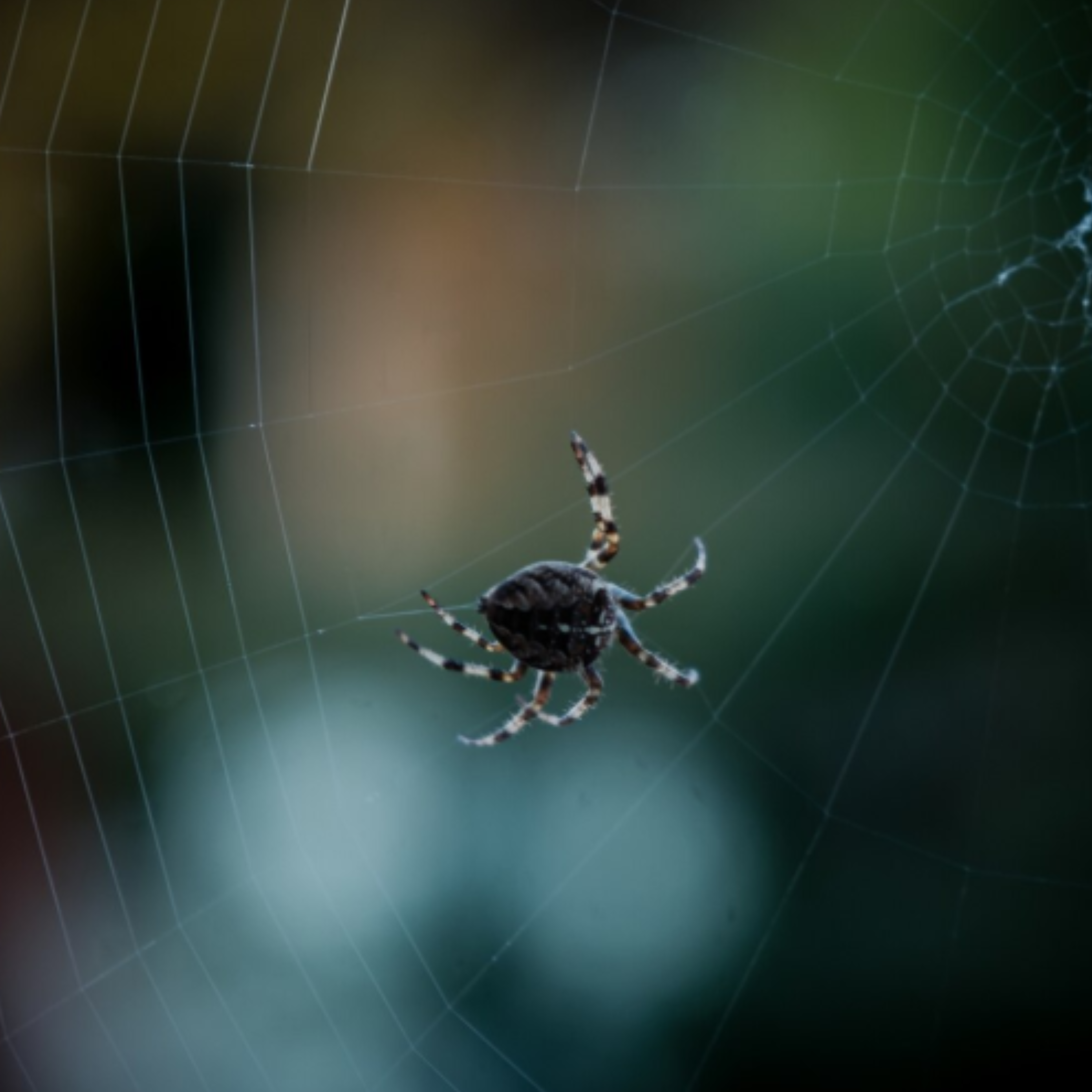 Чому не можна вбивати павуків в оселі: прикмети та факти