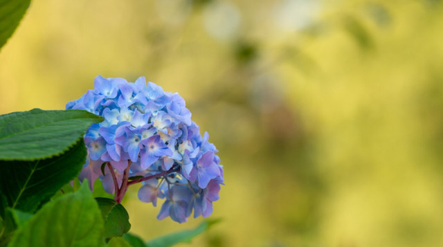 Достатньо поливайте гортензії в серпні - фото 562090