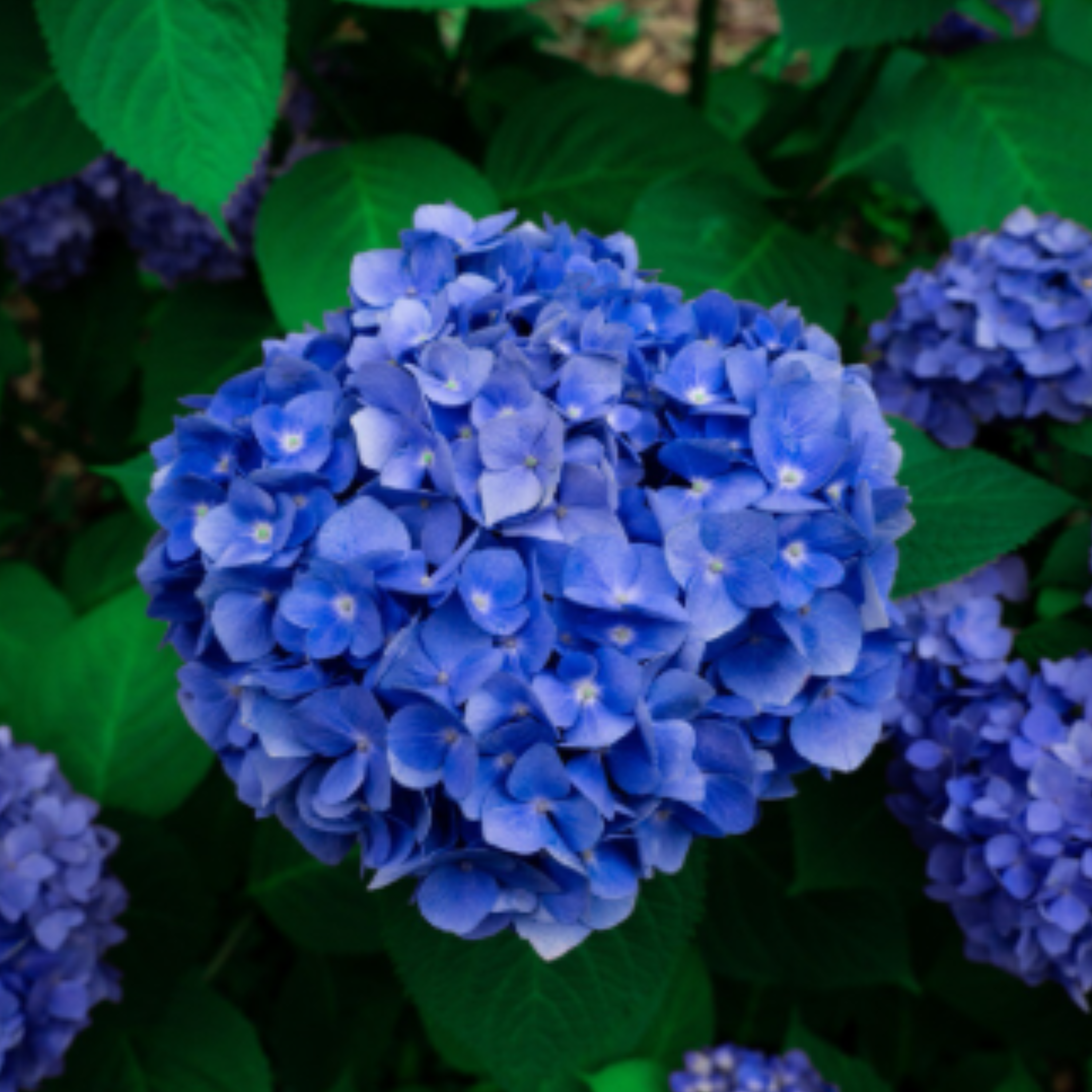 Як подовжити цвітіння гортензії - фото 1