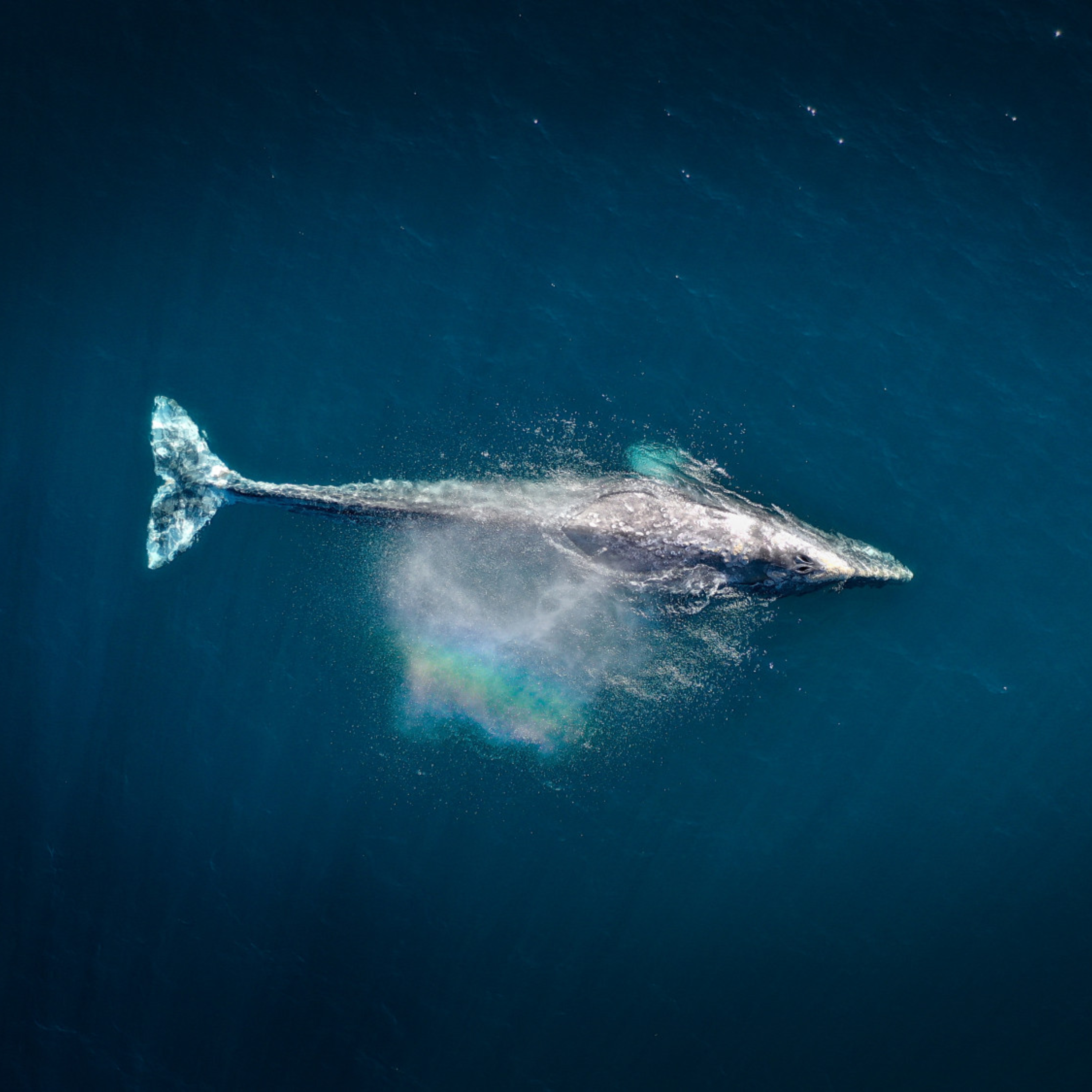 Чому сині кити перестають співати? - фото 1
