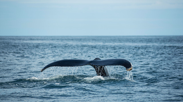 Основне джерело живлення китів - криля - фото 562271