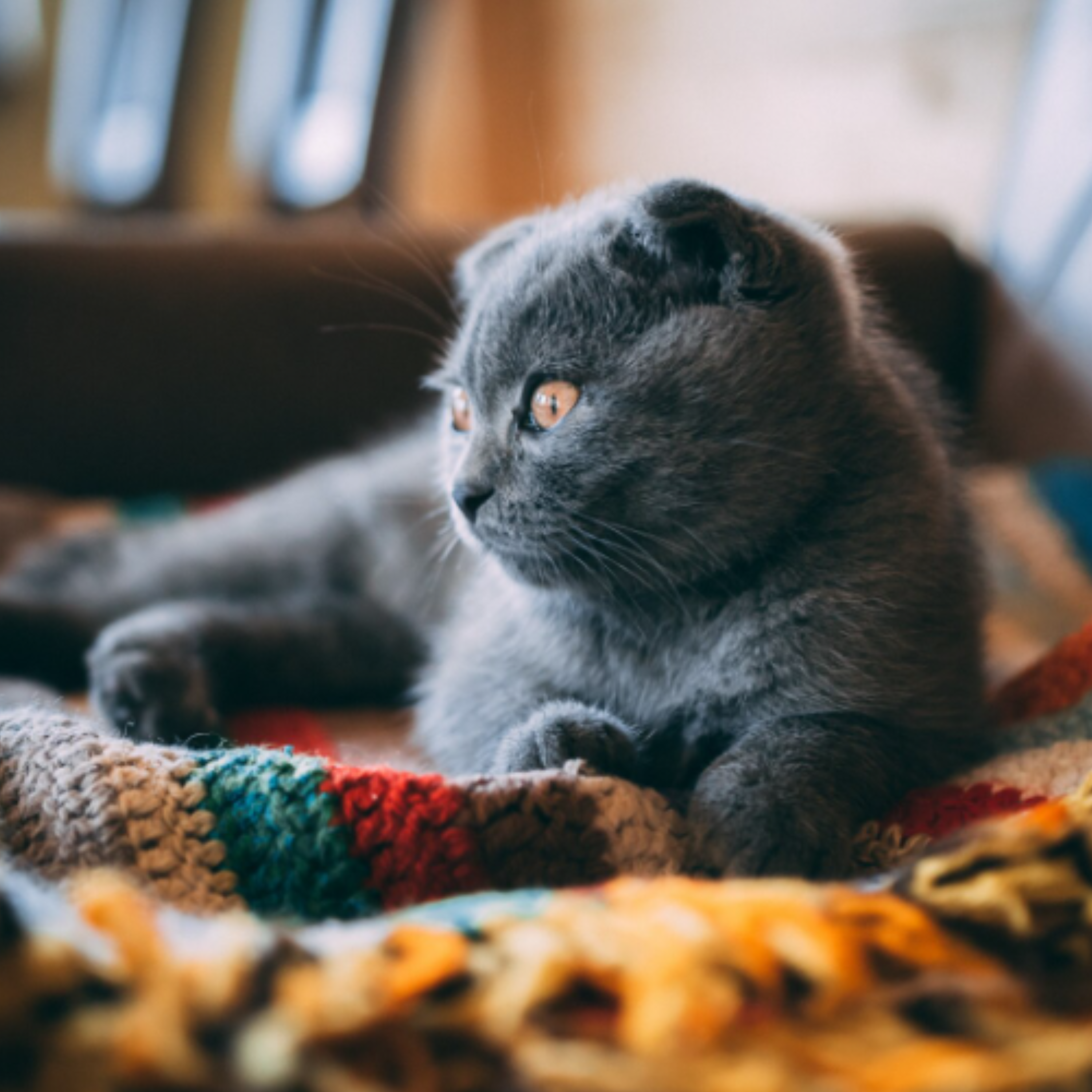 Як розпізнати котячу депресію? - фото 1