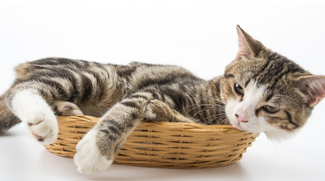 У депресії коти часто можуть бути відстороненими - фото 562402