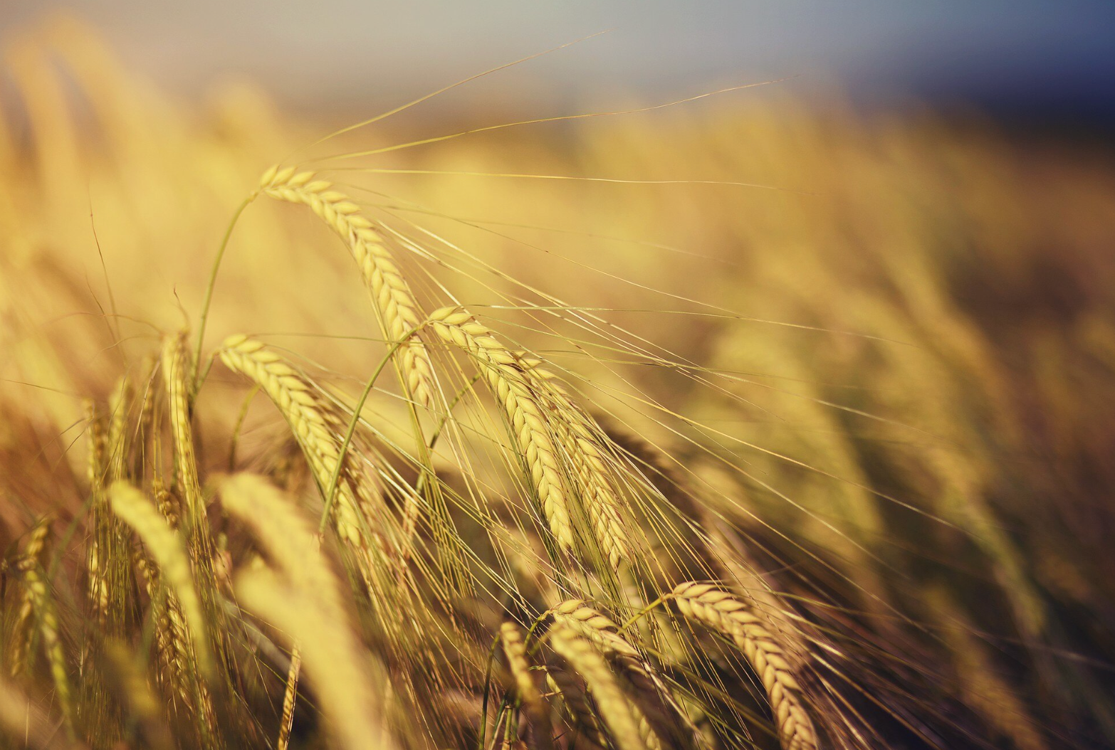 11 серпня – понеділок - фото 1