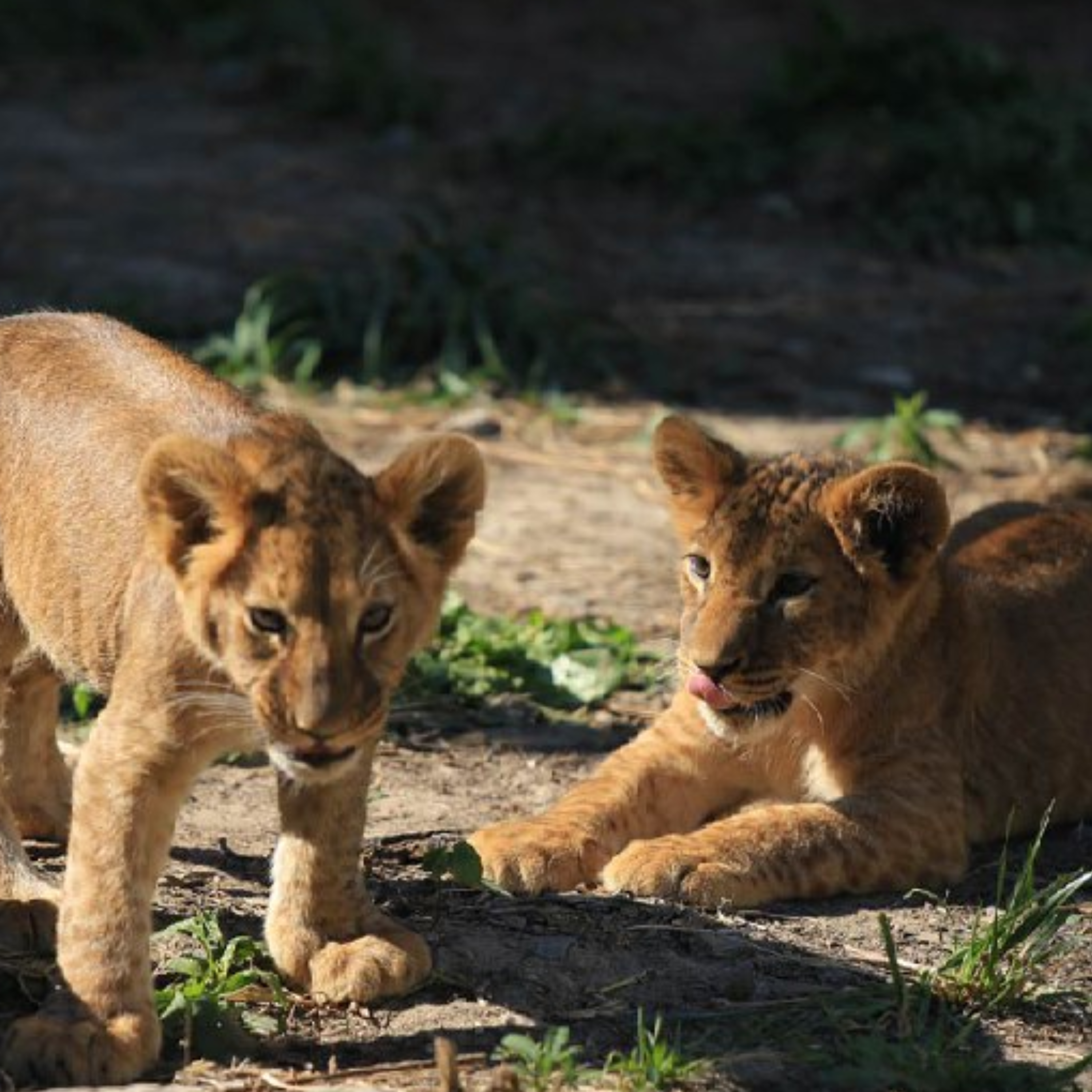 Фільм про Харківський екопарк "Checkpoint Zoo" - фото 1