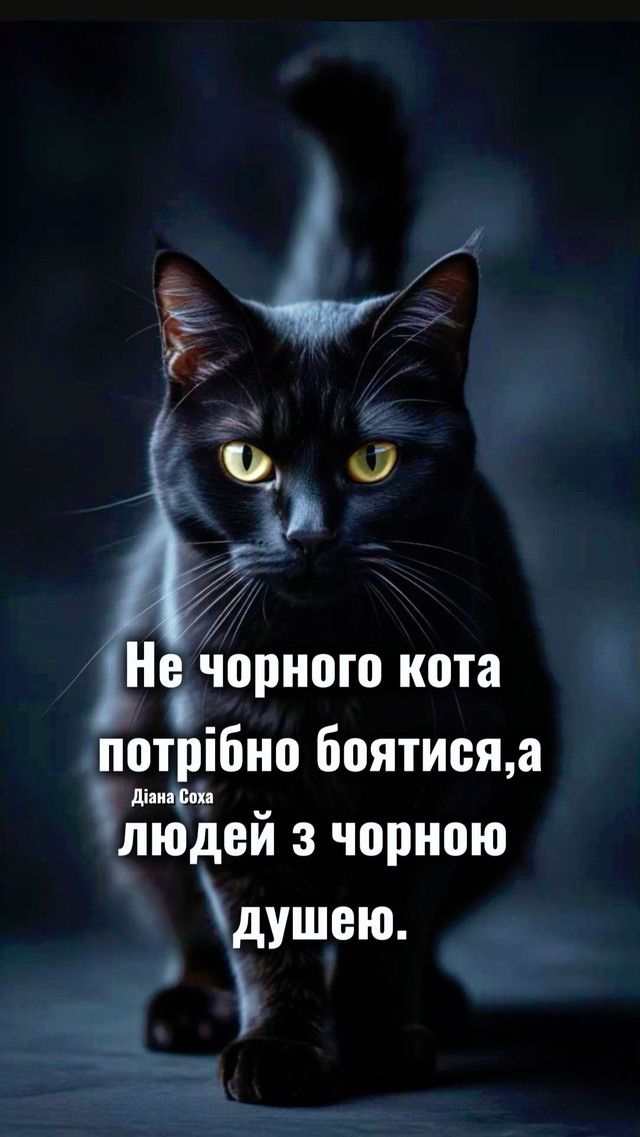 Муркотливе свято: смішні привітання з Днем чорного кота - фото 563112