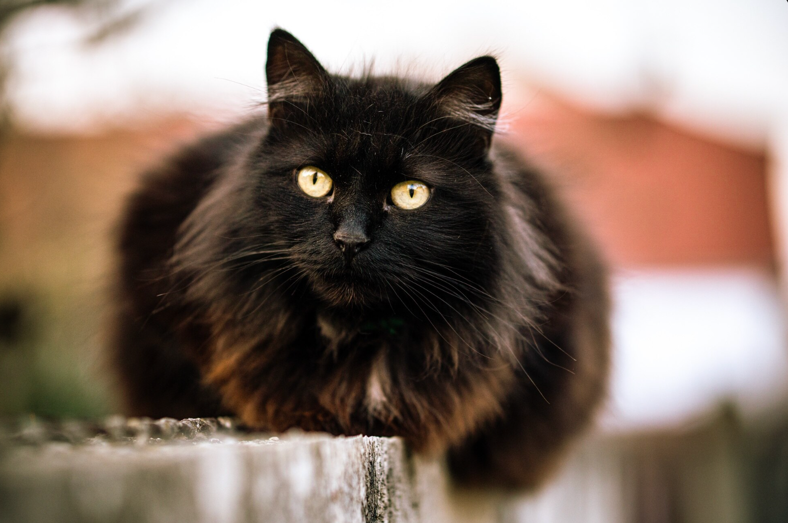 17 серпня – неділя - фото 1