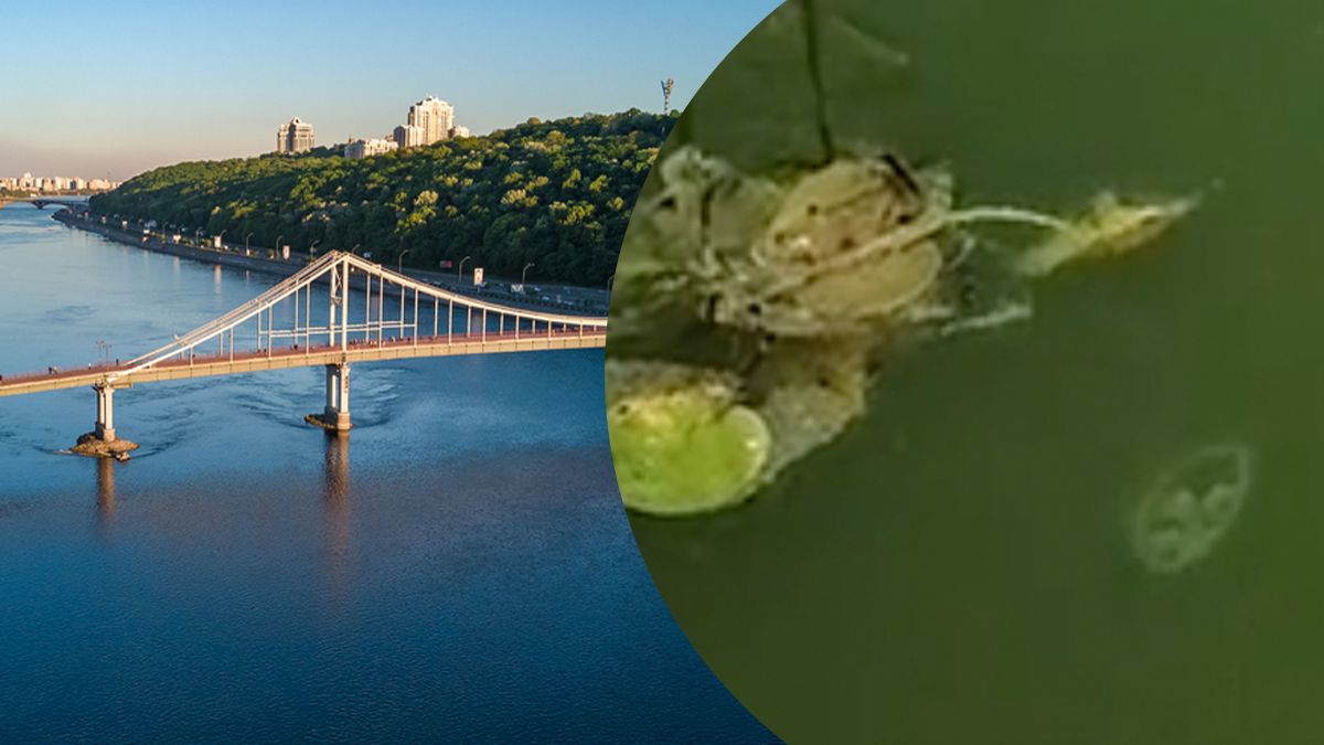 Нетипово для цієї водойми: у Києві у Дніпрі помітили медуз – цікаві кадри