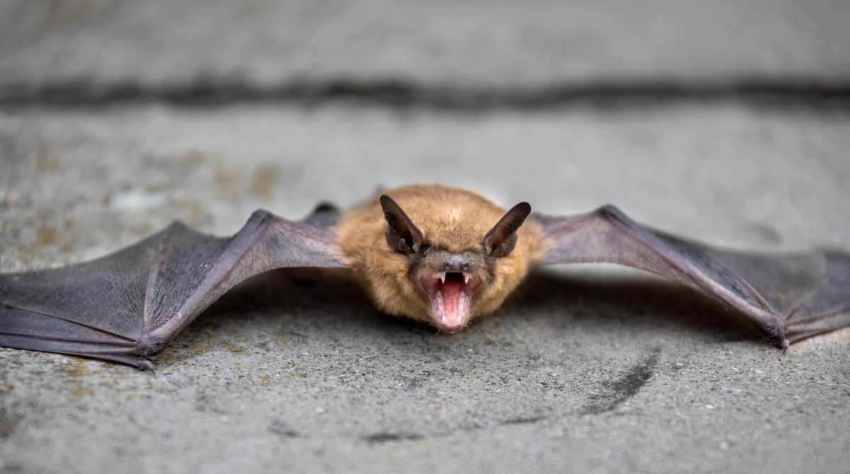 Крилата несподіванка: що робити, якщо кажан залетів у ваш дім