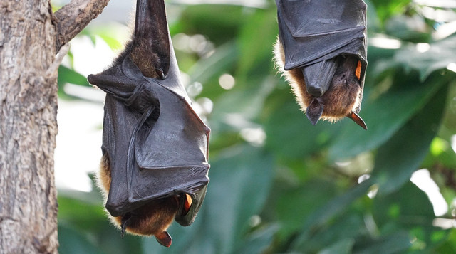 Не чіпайте кажана голим руками - фото 563416