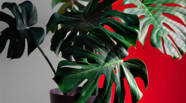 Монстера- фото 563498