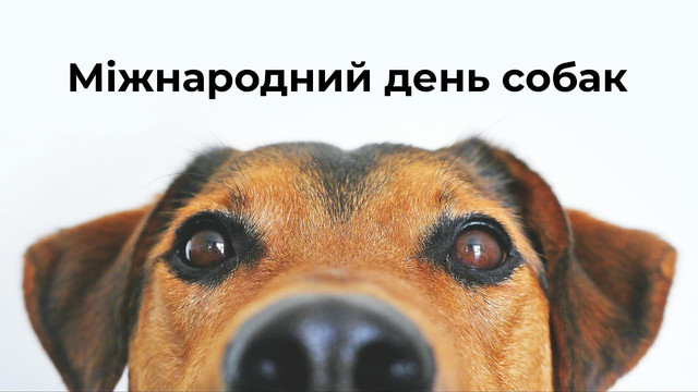 Міжнародний день собак 26 серпня - фото 563978