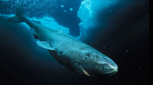 Гренландська акула - фото 564234