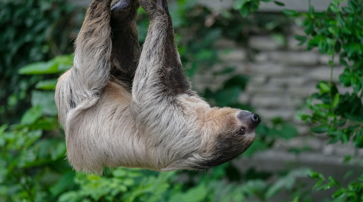 Слимак, черепаха чи лінивець: хто є рекордсменом повільності у тваринному світі
