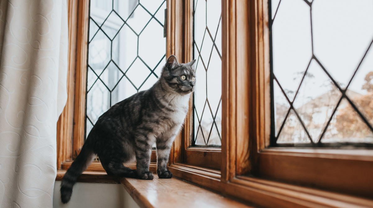 Москітна сітка не захищає: що треба знати, щоб ваш улюбленець не випав з висоти