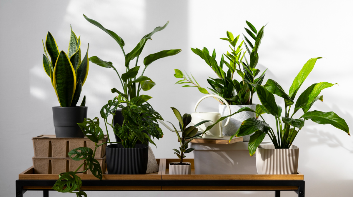 Ці рослини можуть принести нещастя: які квіти не варто тримати вдома