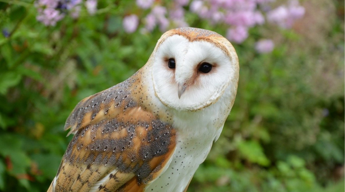 Тварини з надзвичайним слухом: хто може чути крізь сніг