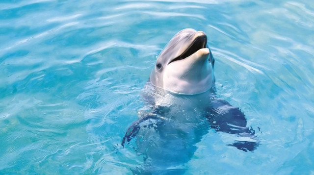  Для слуху вони використовують жирові відкладення навколо щелепи - фото 564888