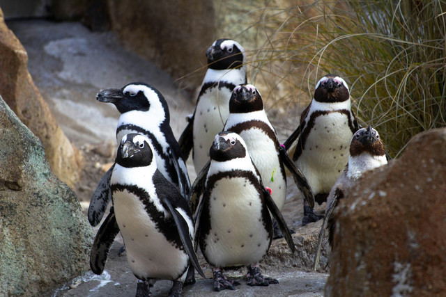 Секрети Антарктиди: що приховують пінгвіни, місце для науковиць та гроші, що не пахнуть - фото 565125