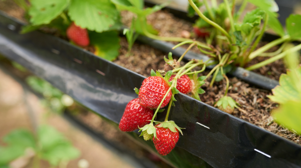 Щоб полуниця пережила зиму: 3 правила осінньої посадки