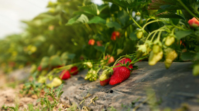 Оберіть місце, де немає застою води - фото 565170