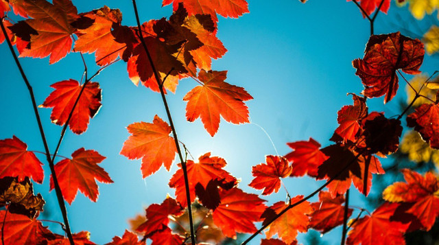 осіннє листя осяяне сонцем- фото 566119