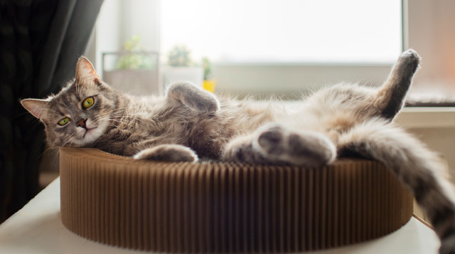 5 загадок котячої поведінки: чому пухнастики роблять дивні речі - фото 566836