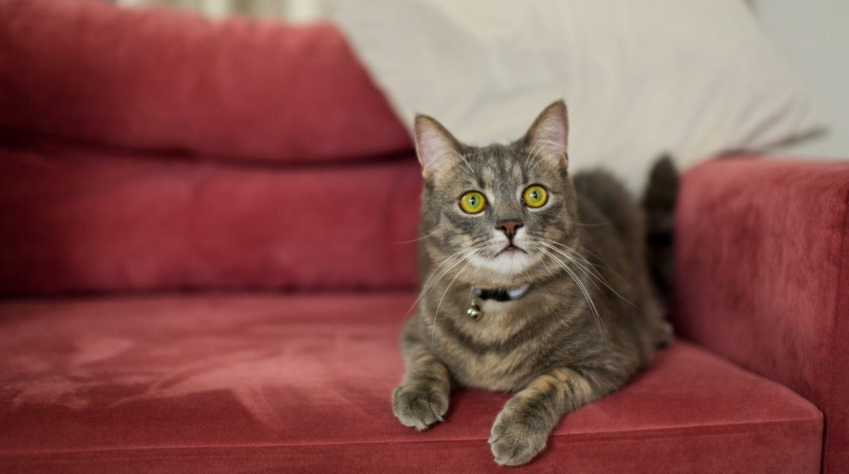 Що означають дивні звички вашого кота - фото 1