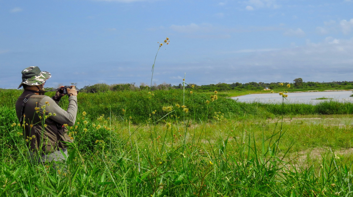 Гігант з крилами: в Україні живе найважчий птах Європи - як його знайти